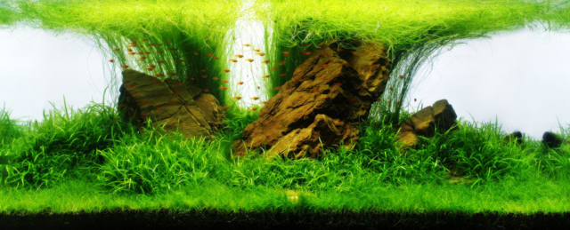 yokuchi_aquascaping