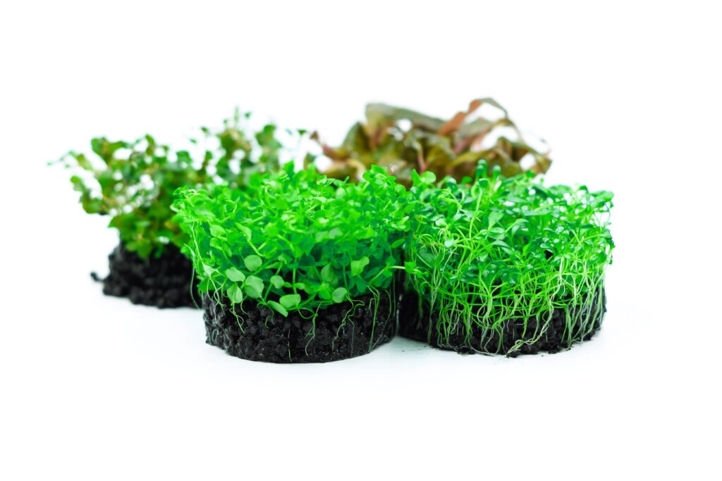 Suisei aquarium plants – rośliny akwariowe